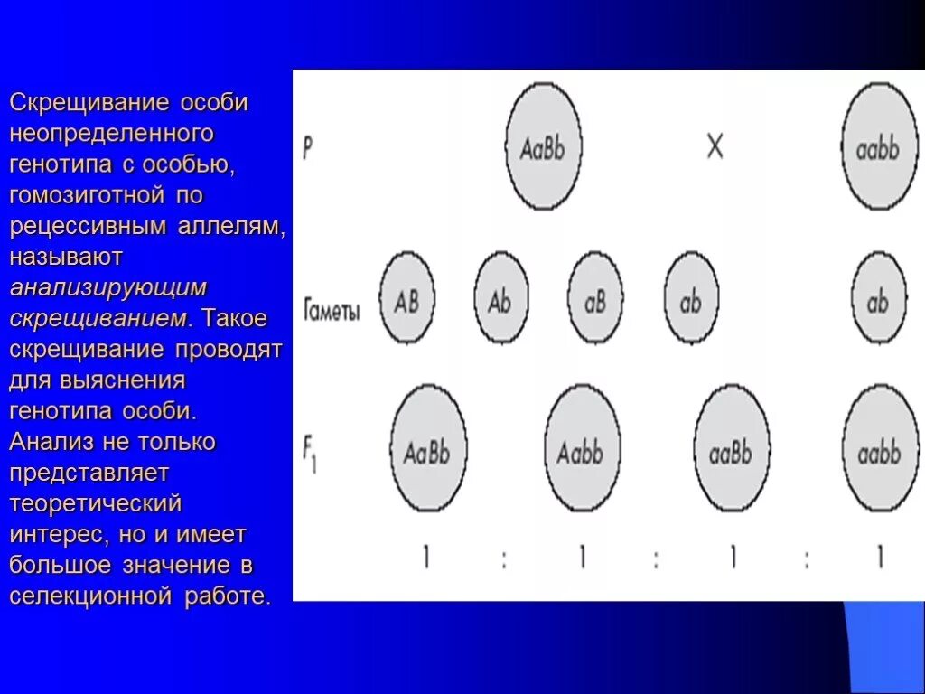 Дигибридное скрещивание гомозигот. Скрещивание гомозиготных особей. Гомозиготная рецессивная особь. Генотип гомозиготной рецессивной особи.