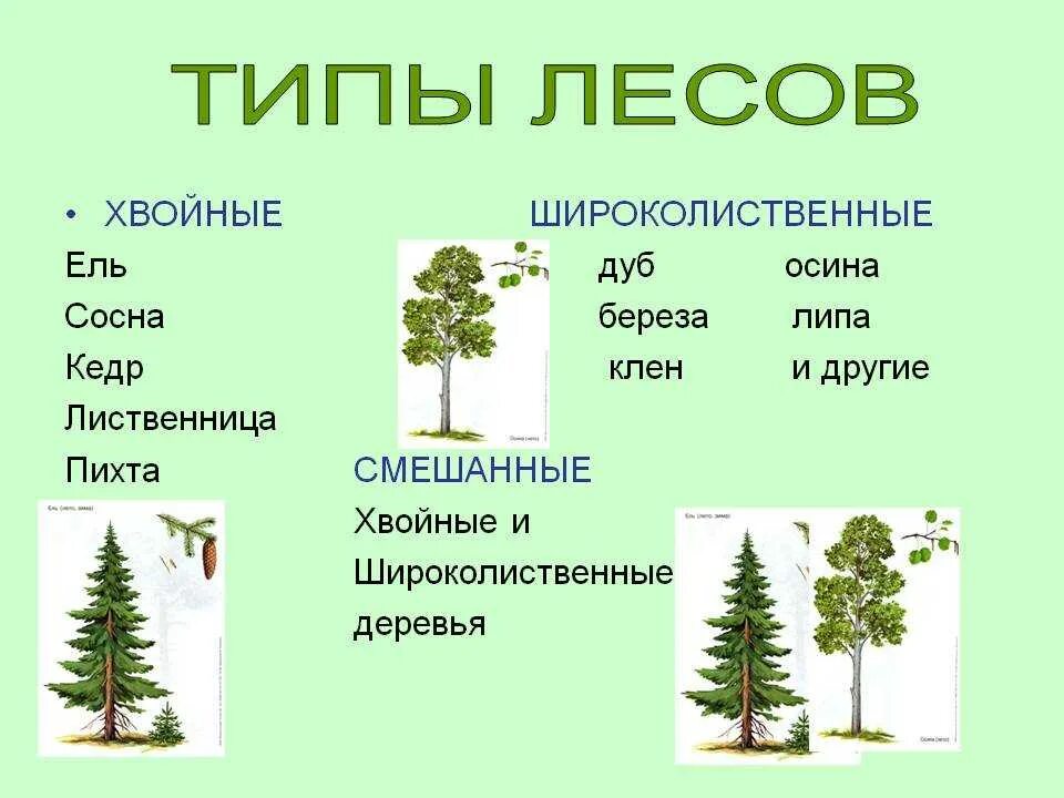 Хвойные смешанные лиственные. Ель пихта сосна кедр лиственница. Типы лесов. Лейс виды. Хвойные лиственные и смешанные леса.