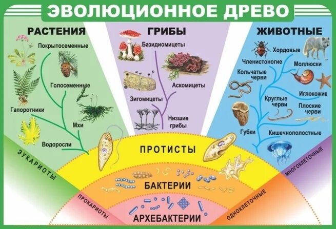 Эволюционное Древо живых организмов. Эволюционное Древо жизни на земле. Эволюционное Древо развития животных.