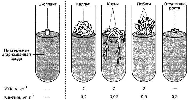 Экспериментатор проводил измерения различных участков корня. Культура клеток растений Каллус. Схема получения каллуса. Культивирование каллусной ткани. Регенерация у растений схема.