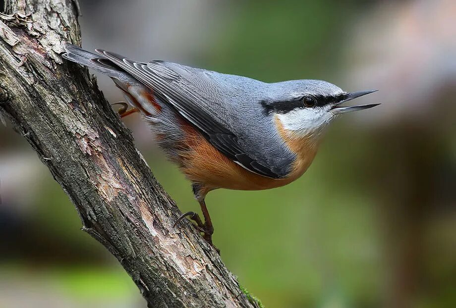 Подкумтовый выползень. Поползновение это. Гнездо поползня. Каролинский поползень. Дятел поползень.