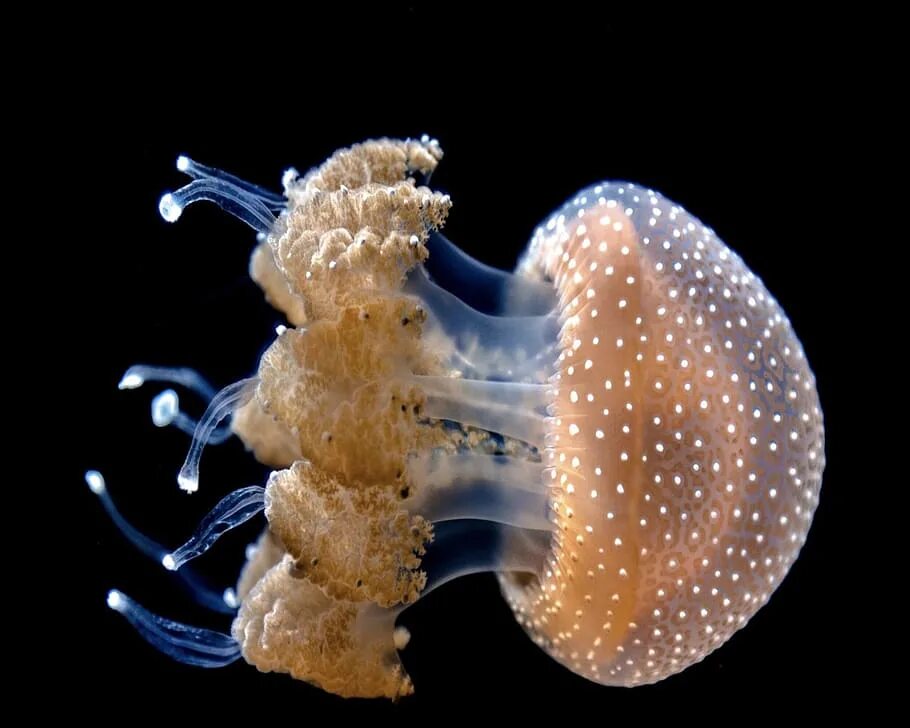 Губки моллюски. Беспозвоночные. Беспозвоночные моллюски. Без позвоночные морские. Медуза беспозвоночные животные.