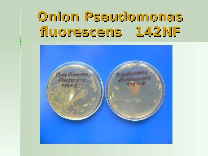 Pseudomonas Fluorescens колония. Колония бактерий Pseudomonas Fluorescens. Pseudomonas Fluorescens описание. Pseudomonas Fluorescens заболевание.