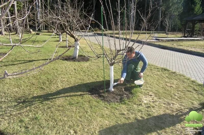 Побелка деревьев в саду. Побелка деревьев. Побеленные деревья. Побелка деревьев в саду весной. Сад огород деревья.