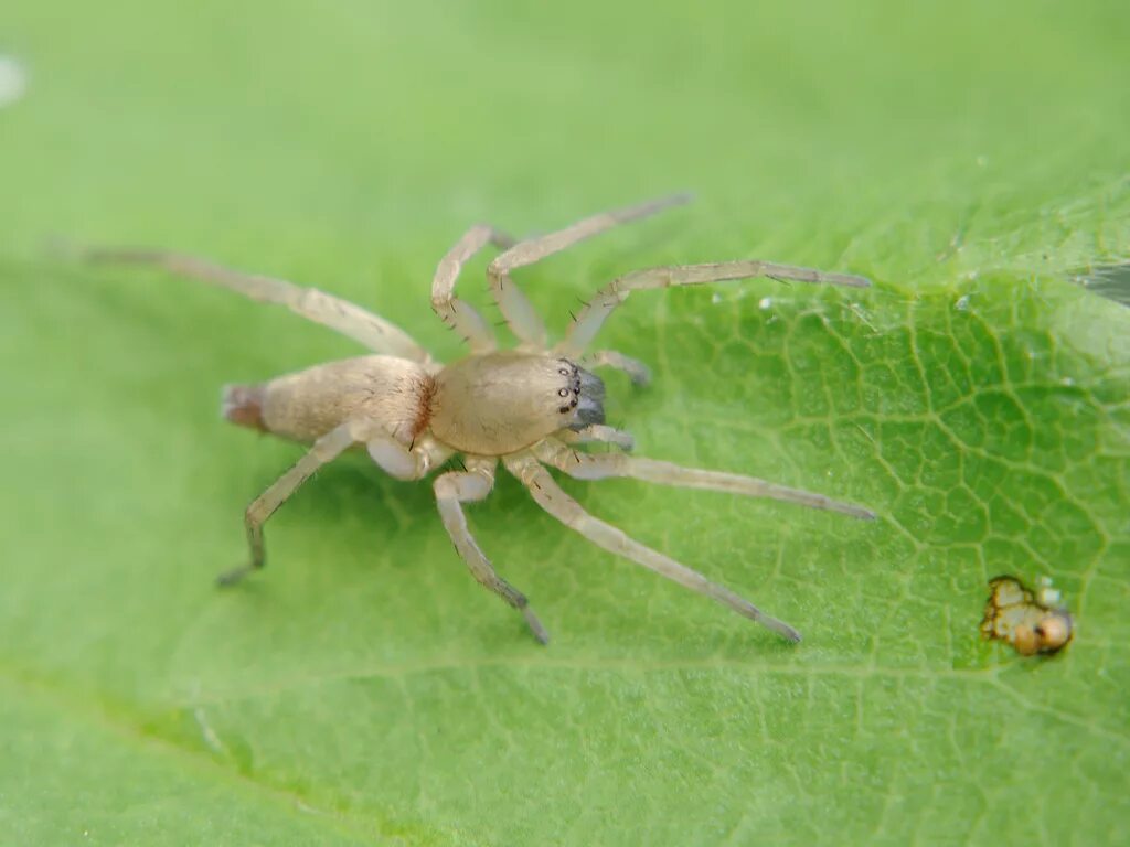 Cheiracanthium - Wikipedia