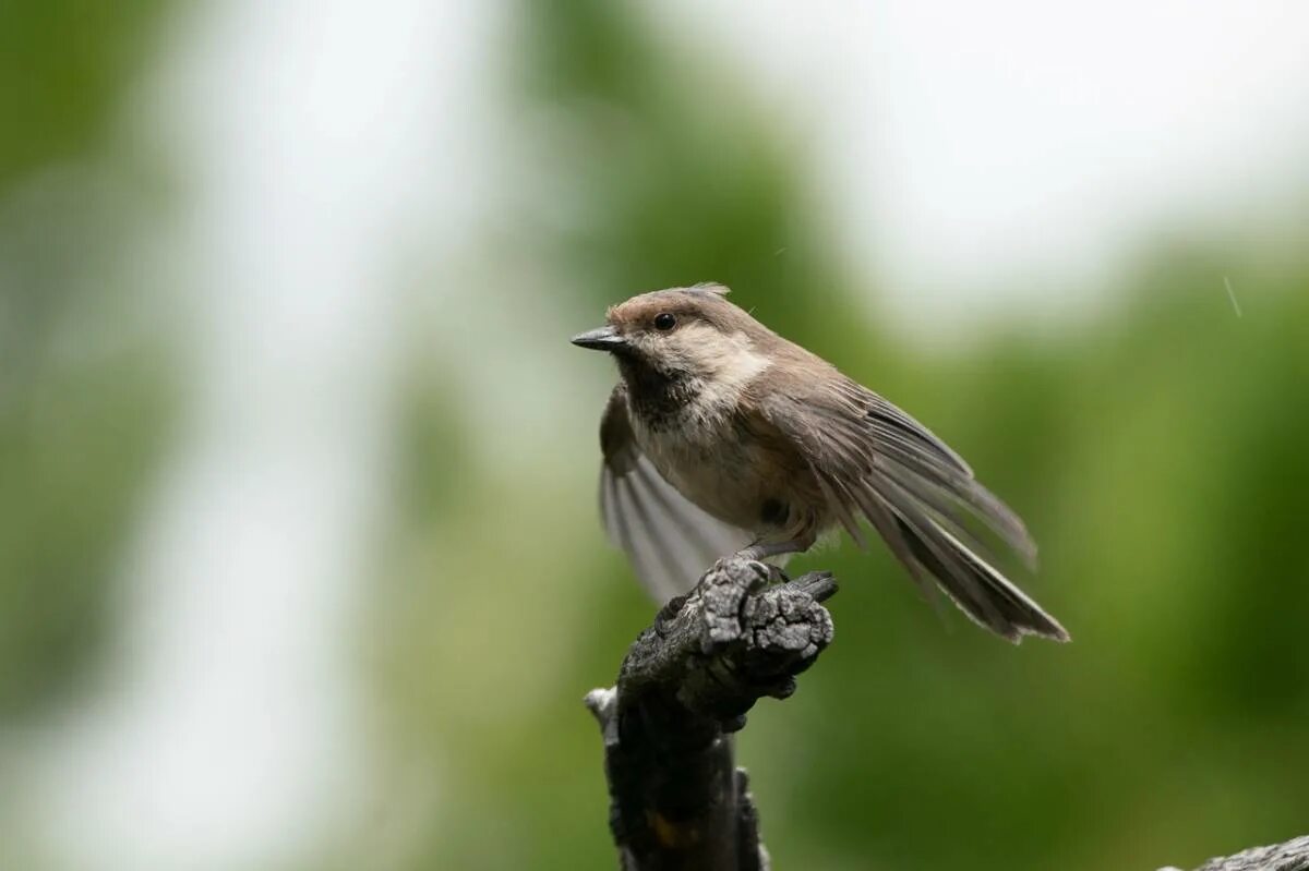 Поющий виреон. Как выглядит сероголовый картинки. Scp сиреноголовый легенда. Серый тиранн. • воробей сероголовый - passer griseus.
