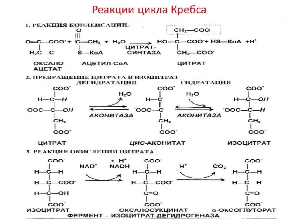 3 реакция цикла кребса. Цикл Кребса 8 реакций. Цикл Кребса реакции. Реакции цикла Кребса таблица. Цикл Кребса реакции кратко.