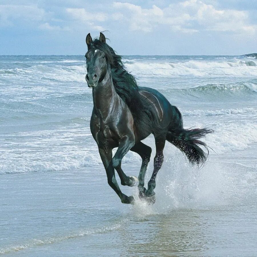 Черный конь скачет. Мустанг отлар. Серебристо-Вороная масть лошади. Красивый конь. Лошадь бежит.