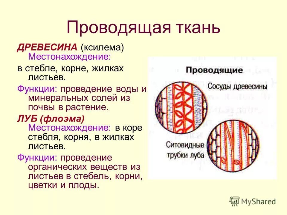 Строение луба и древесины. Черты строения и функции луба. Ситовидные клетки луба. Луб ткань строение и функции. Ксилема и флоэма это ткани.
