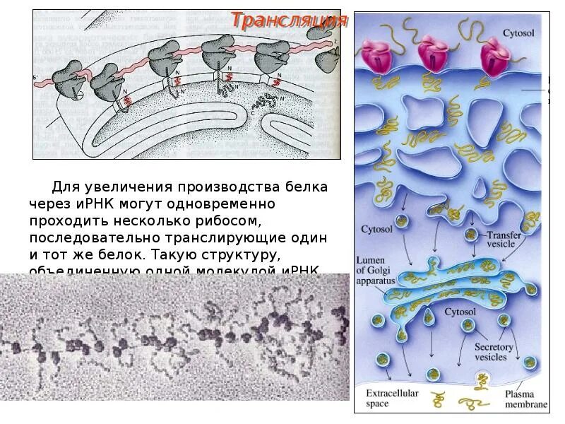 Модификация белковых молекул происходит. Модификация белков. Четвертичная структура молекулы гемоглобина представляет собой. Модификация белков после синтеза. Модификация белковых молекул происходит.