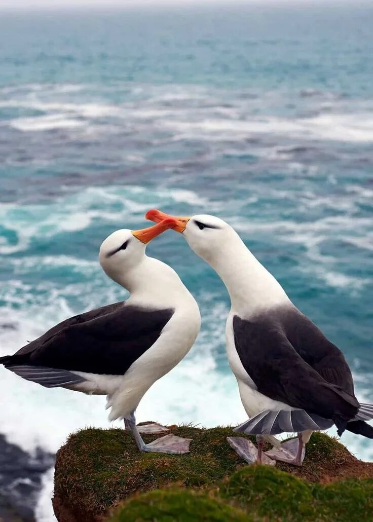 Nice birds. Белоспинный Альбатрос. Пара альбатросов. Пара тропических птиц у воды. Вдвоем и Альбатросы.