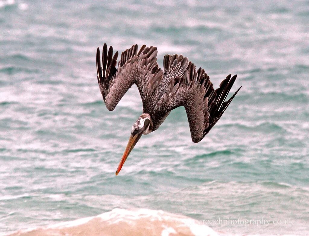 Brown Pelican. Пеликан поймал голубя. Пеликан ловит рыбу
