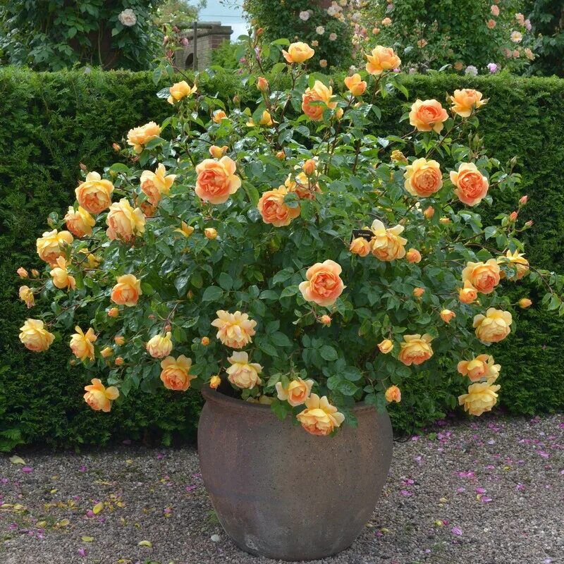 Пэт Остин. Pat Austin. Ксения Rosebushes Дзен