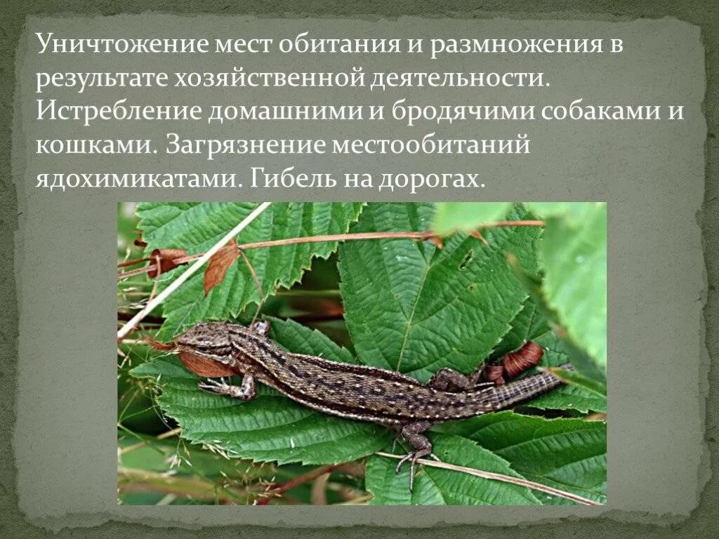 Ящерица среда обитания. Ящерица прыткая обитание. среда обитания прыткой ящерицы. прыткая ящерица раздельнополые или обоеполые. местообитание ящериц.