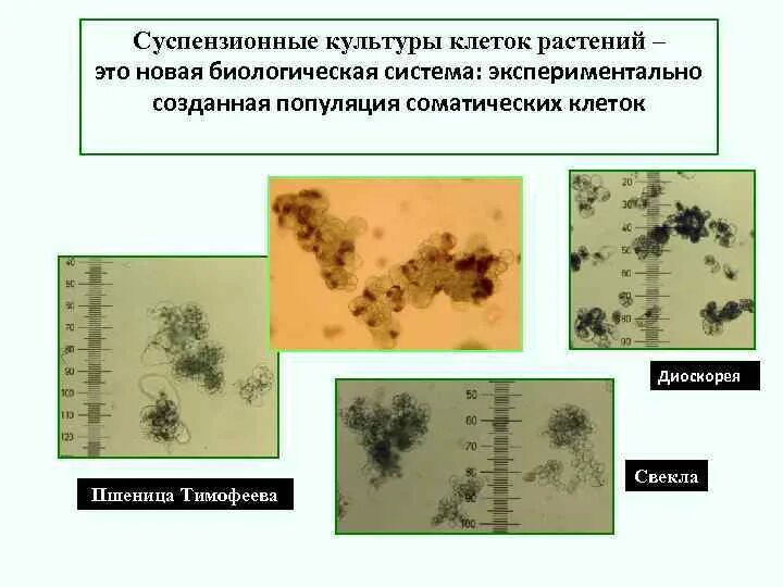 Суспензионная культура клеток растений. Суспензионные клеточные культуры растений. Суспензионные клетки. Суспензионное культивирование клеток.