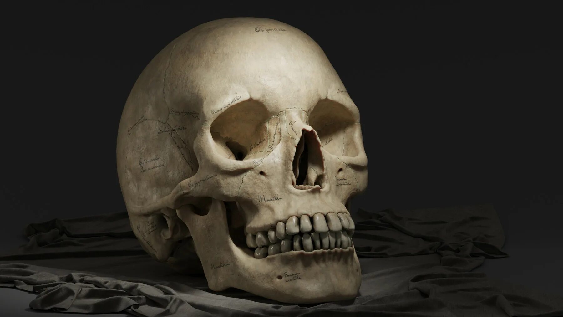 Skull model