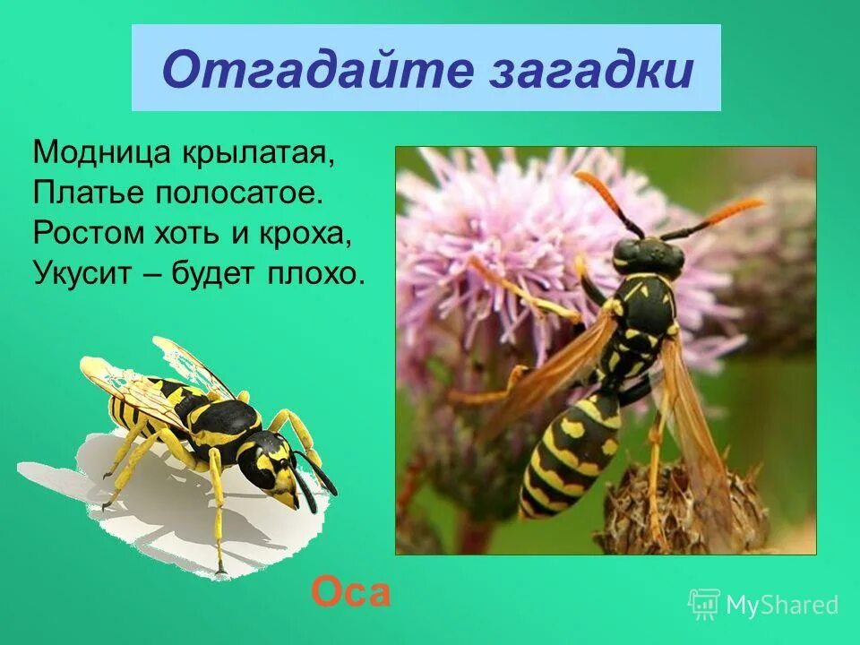 Крылатые загадки. Загадка про осу. Доклад про осу. Стишок про осу. Загадка про осу для детей.