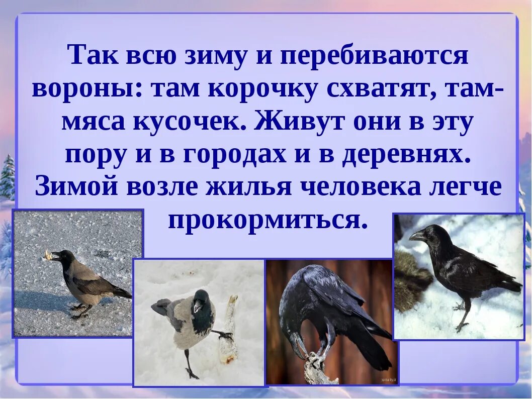 Жила ворона в заколоченном на зиму ларьке. Ворона 3 класс. Изложение ворона. Про ворону 3 класс. Интересные факты о вороне.