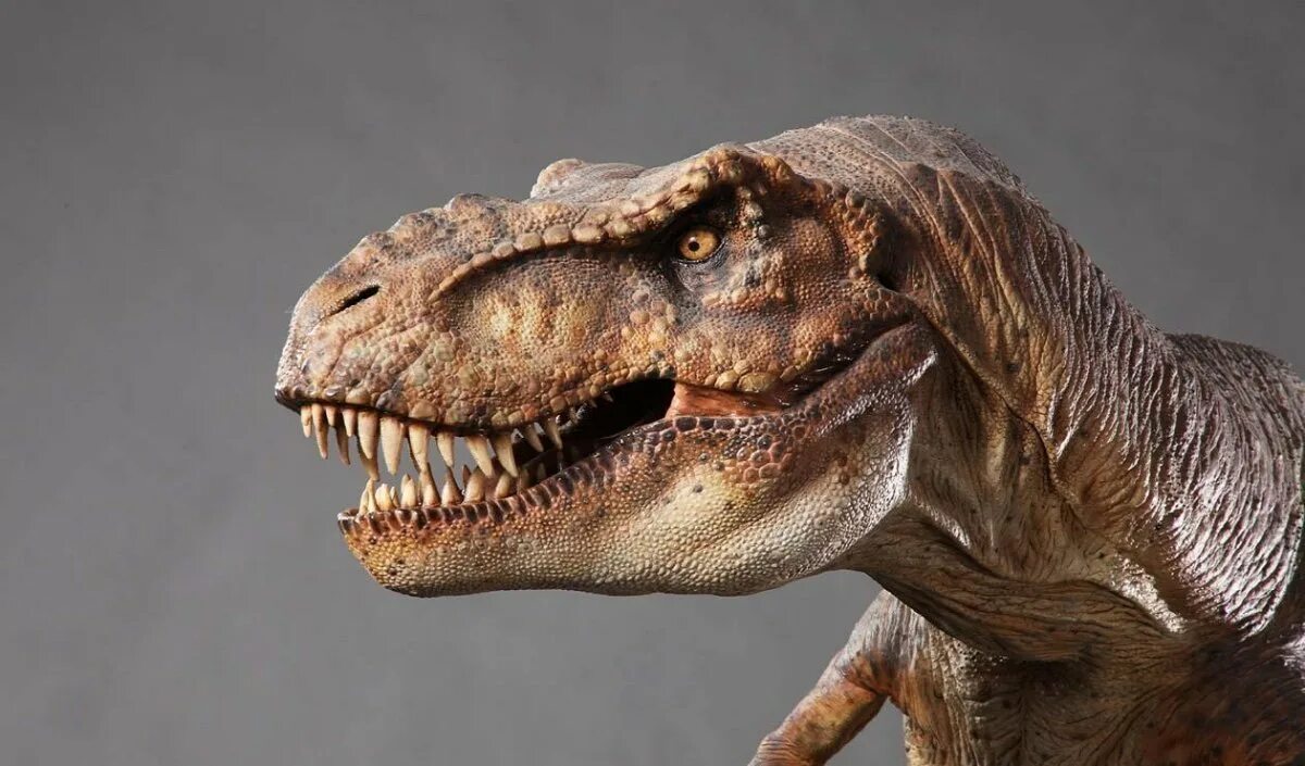 Фотография тиранозавра. Голова тираннозавра парк юрского периода. T rex тираннозавр. Фотография тиранозавра. Фотография тиранозавра.