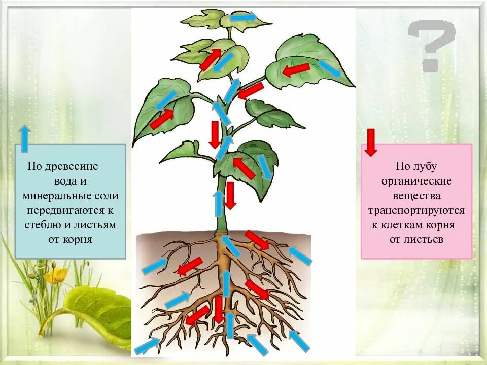 Транспорт веществ у растений. Передвижение воды и Минеральных веществ по стеблю. Передвижение органических веществ в растении. Движение воды по растению. Органы передвижения веществ