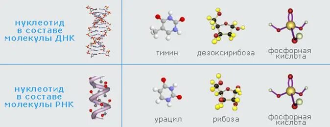 Состав нуклеотида молекулы рнк. В состав молекулы ДНК входит. В состав молекулы РНК входит фосфорная кислота. В состав молекулы ДНК входит фосфорная кислота. ДНК молекула фосфорные группы.