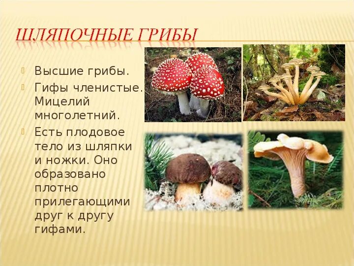 Шляпочные грибы примеры растений. Шляпочные грибы. Виды грибов Шляпочные грибы. Царство Шляпочные грибы. Высшие Шляпочные грибы.