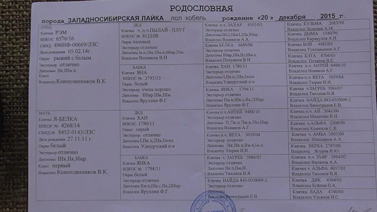 Русско-европейская лайка кобель клички. Клички зсл девочек охотничьих. Русско-европейская лайка кобель клички. Клички для лаек мальчиков. Клички для западно сибирских лаек мальчиков.