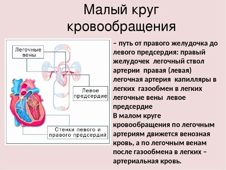 От левого предсердия к легким. Путь крови от левого желудочка до правого предсердия называется. Путь крови от левого желудочка до правого предсердия. Малый круг кровообращения. Строение малого круга кровообращения.