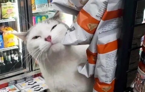 20 котиков