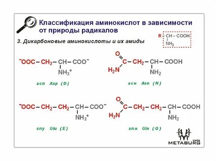 Значение радикала в аминокислотах