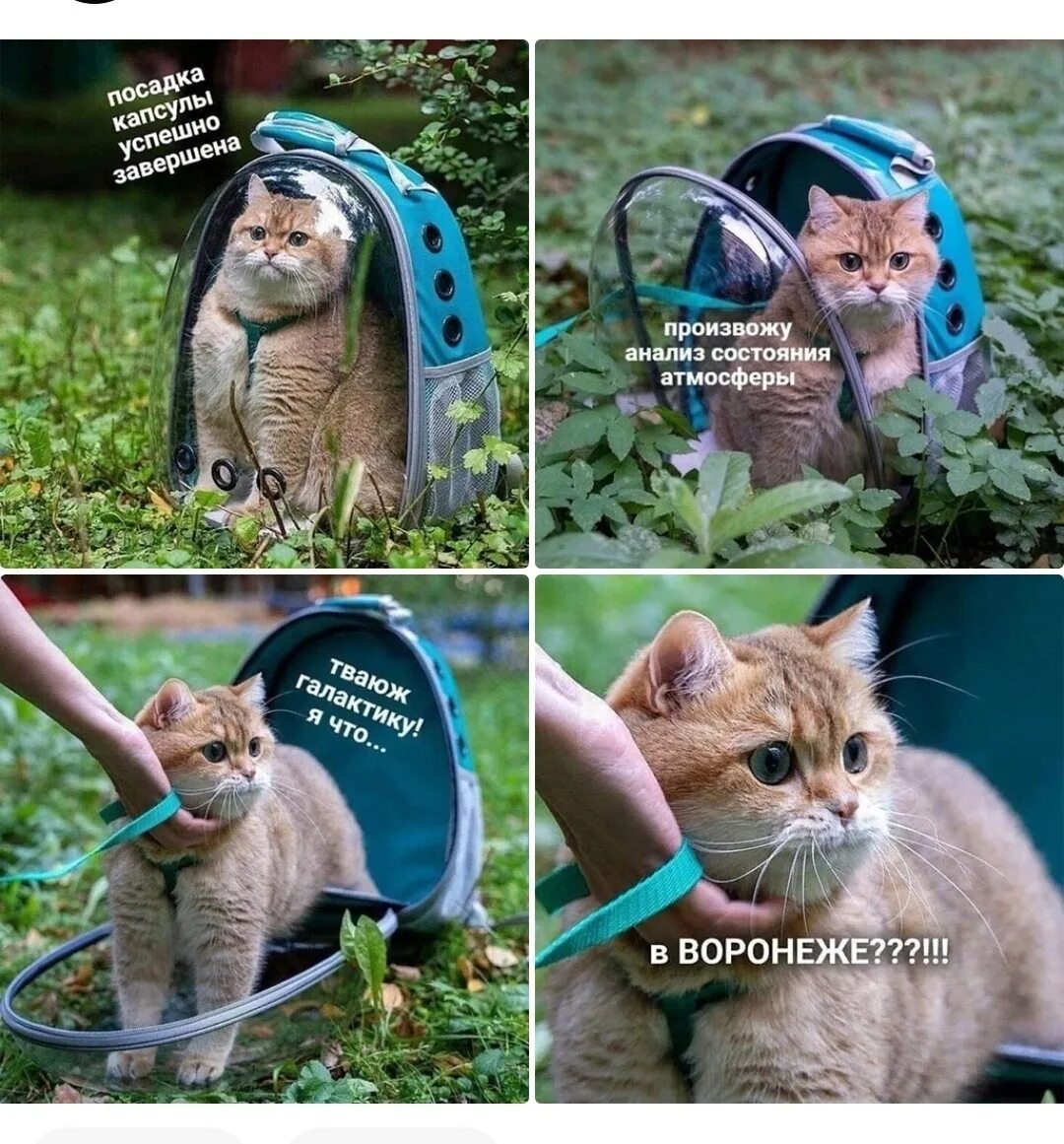 Кот мем 2025. Кот мем 2025