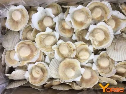 Морской гребешок замороженный