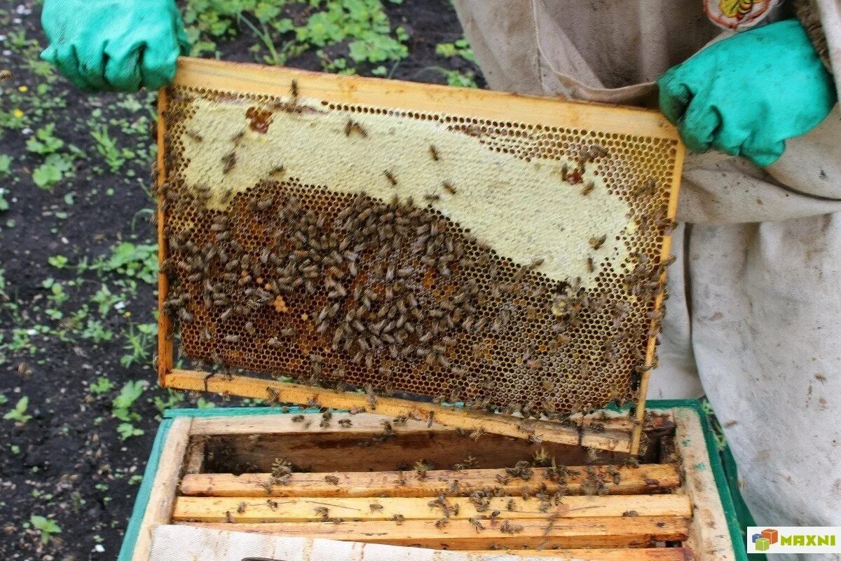 Пчелосемьи купить воронежская. Семья пчел. Пчелиная семья. Пчелиная семья улей. Пчелиная семья в улье.