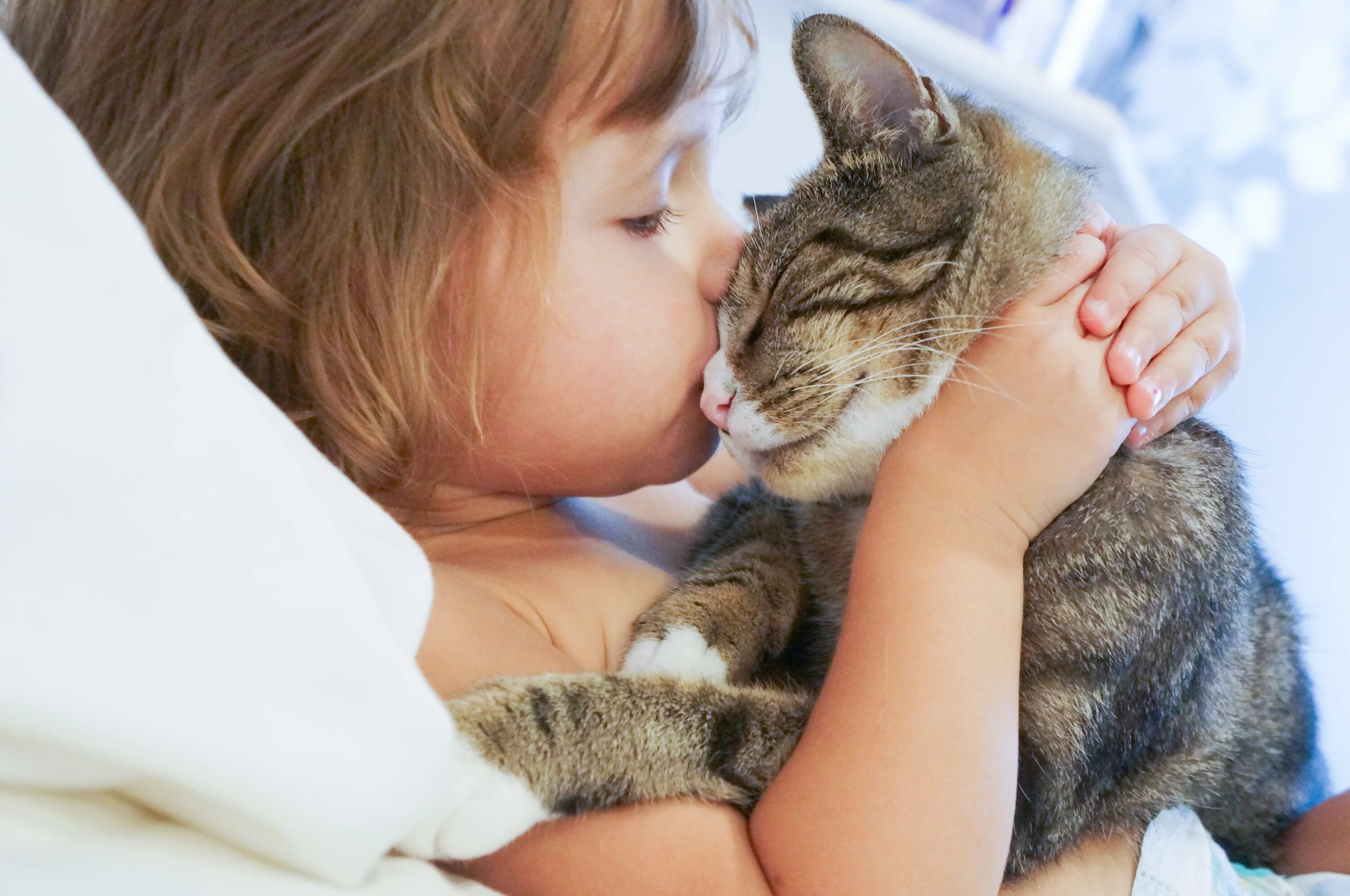 Обнимать кошку. Девочка обнимает кота. Для детей. Животные. Кошка для детей. Кот обнимашки.