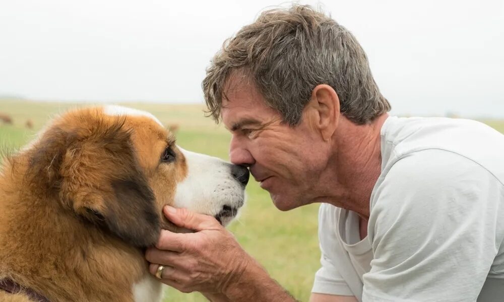 Собачья жизнь бейли. Кэтрин прескотт собачья жизнь 2. A dog s life 2. Собачья жизнь бейли. Собачья жизнь итан.
