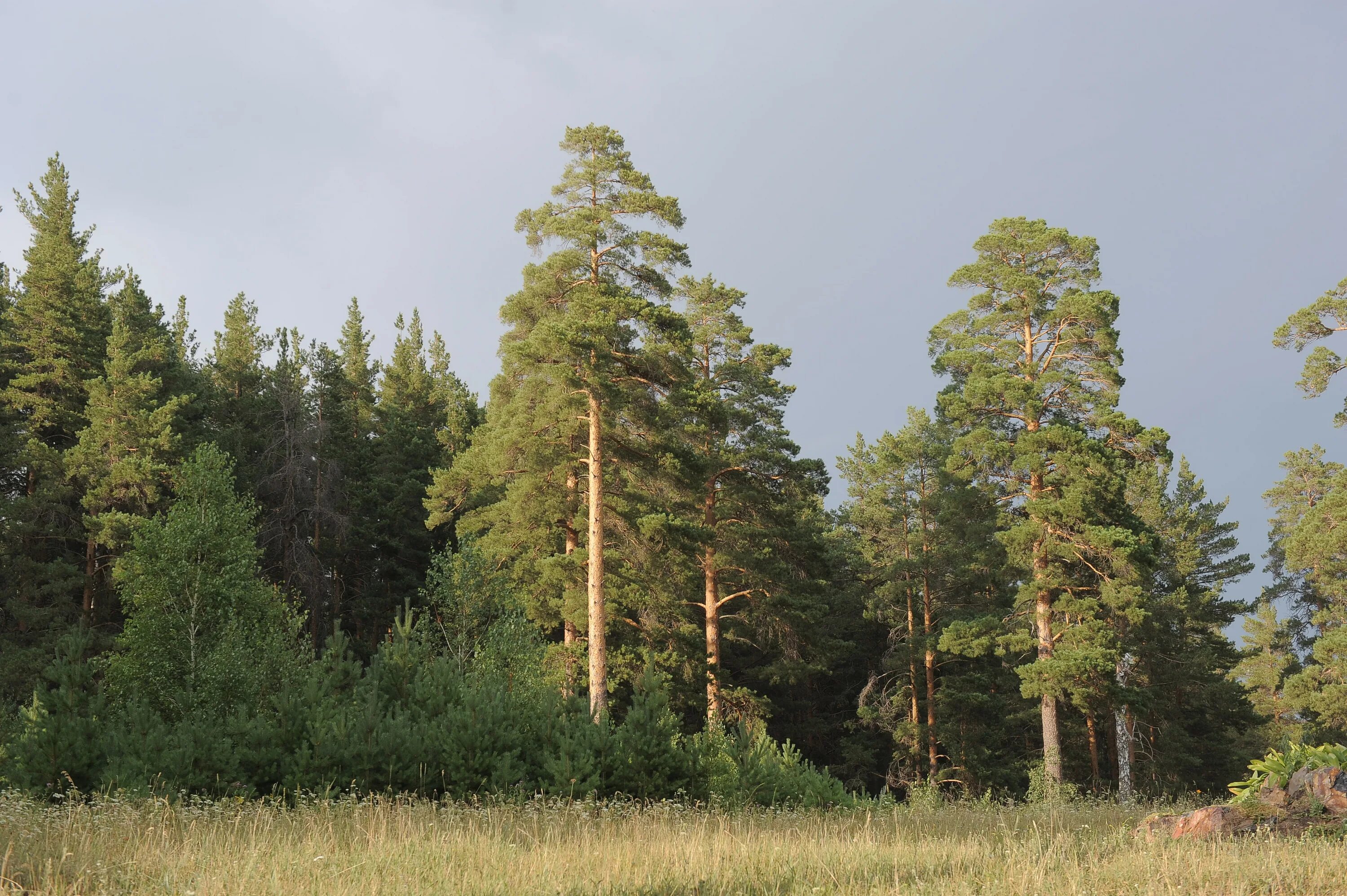 нацпарк бузулукский бор. бузулукский бор сосна. бузулукский сосновый бор. бузулукский бор национальный парк. бузулукская сосна.