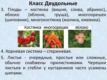 К двудольным растениям относятся примеры Названия растений которые относятся к двудольным