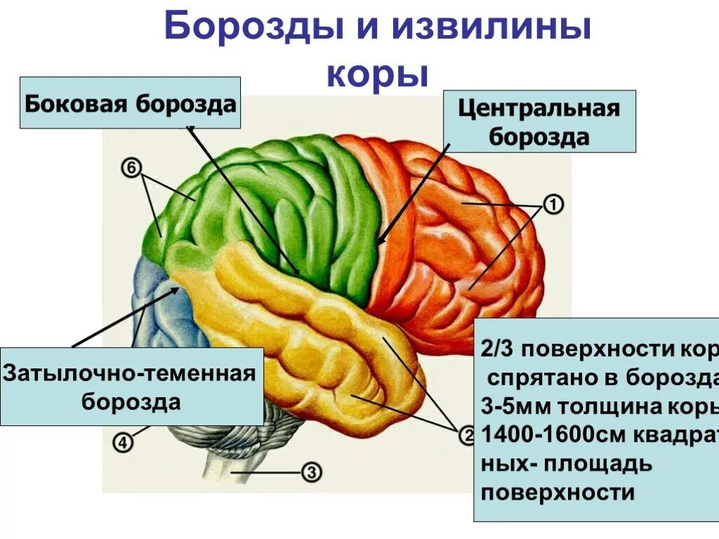 Борозды и извилины головного мозга. Внешнее строение конечного мозга анатомия. Борозды доли извилины коры головного мозга. Анатомия коры головного мозга доли борозды извилины.