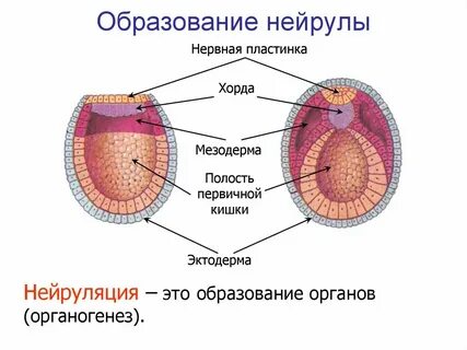 Нейрула это