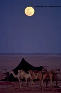 Горячие арабские ночи