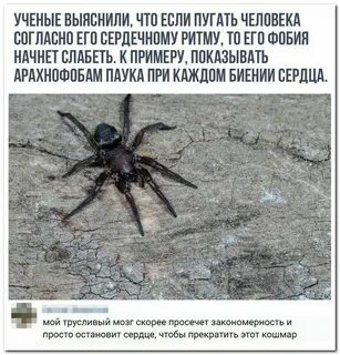 Фразы паука