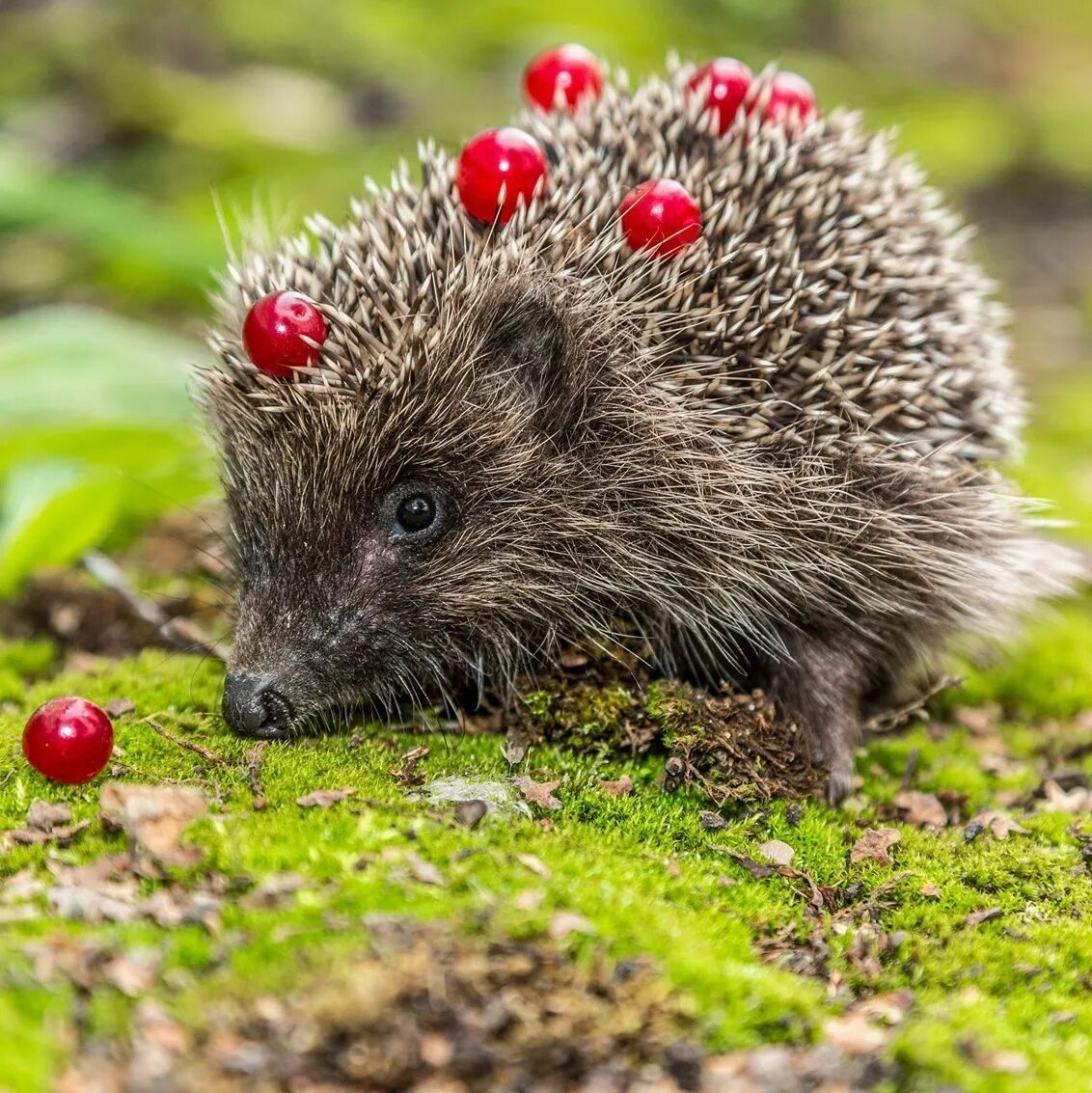 Ежик в бешенстве. Ежики переносят. Ежик с грибом на спине. Я тебе покажу туман я тебе покажу лошадку. Еж с грибами на спине.