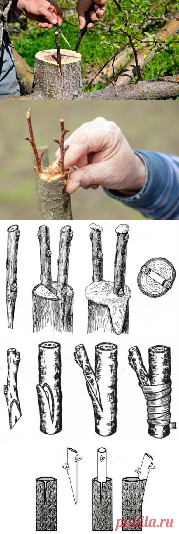 Прививка яблони схема. Прививка яблони Шаламов. Прививка груши на яблоню весной. Привить грушу. Прививка яблони в расщеп видео