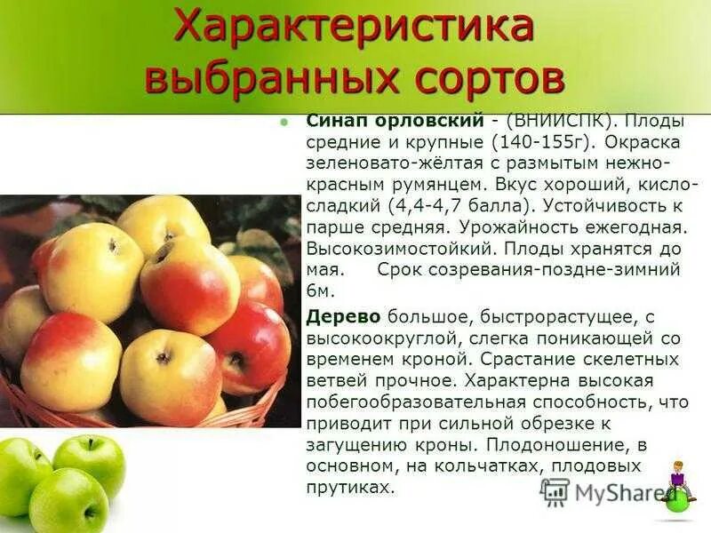 Орловский синап сорт. Северный синап яблоки. сорт яблони северный синап. сорт северный синап. сорт синап орловский.