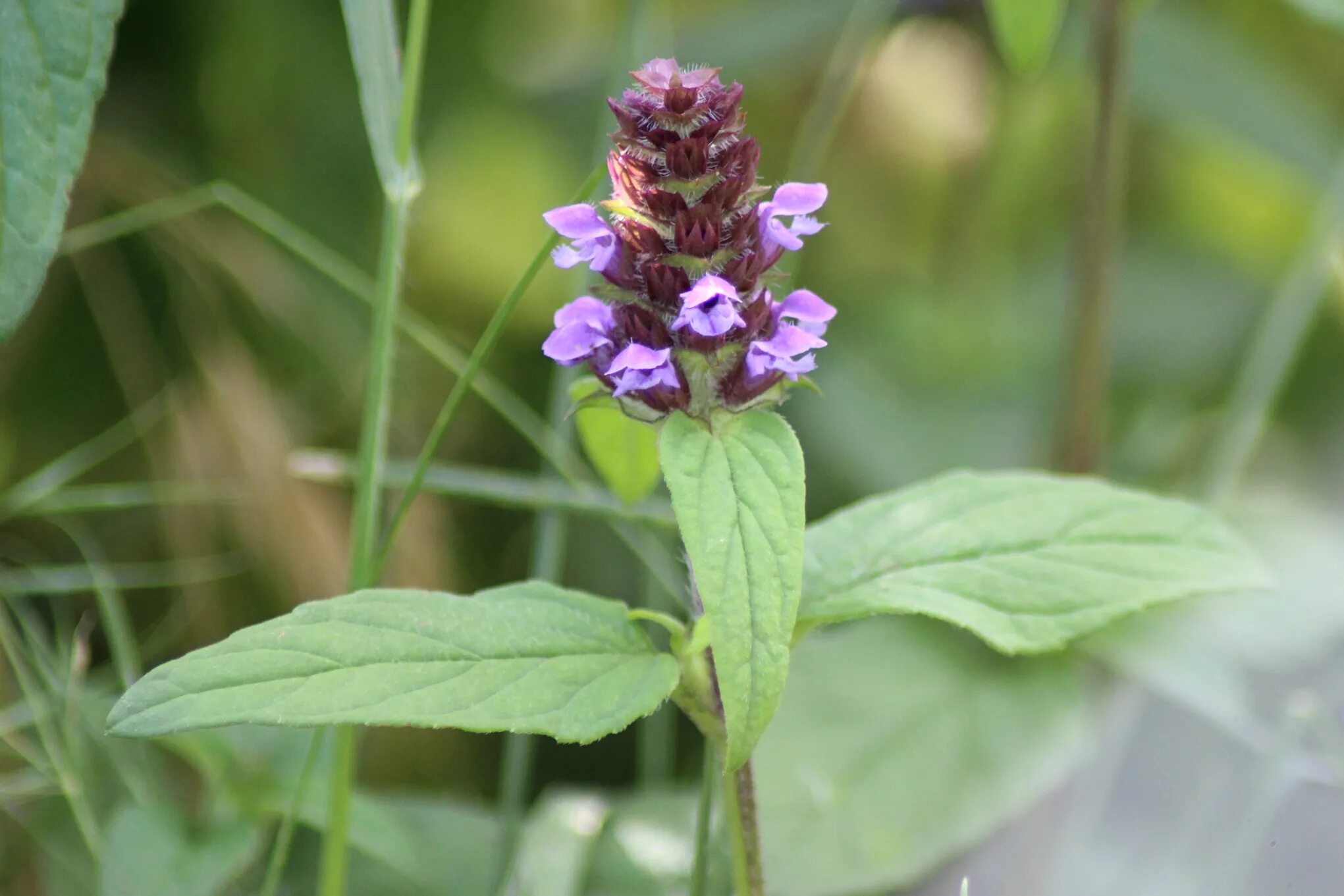 Яснотковые черноголовка. Черноголовка цветок. Черноголовка свойства. Горлянка обыкновенная. Черноголовка трава.