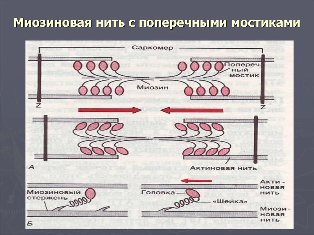 Миозиновые нити. Актиновые и миозиновые нити. Актин миозиновые мостики. Миозиновая нить строение. Актино