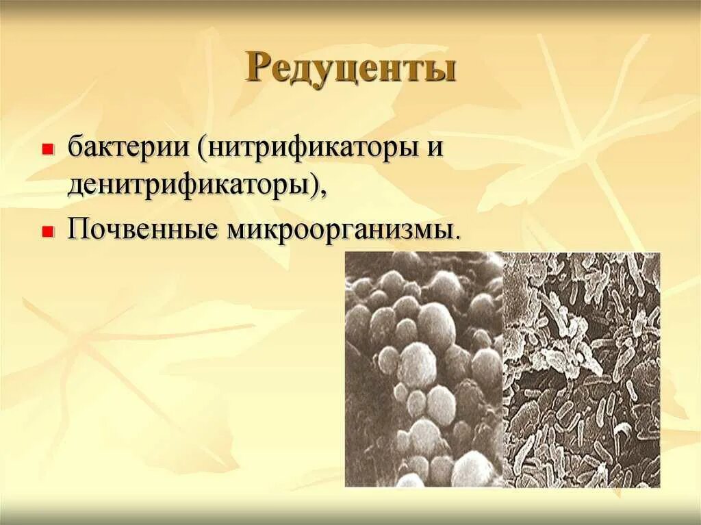 Редуценты это в экологии. Редуценты деструкторы. примеры бактерий редуцентов. почвенные бактерии редуценты. бактерии денитрификаторы.