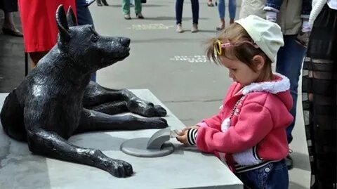 Собаки киров
