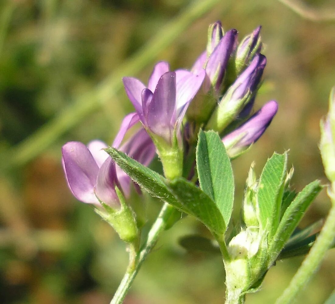 Люцерна посевная Medicago Sativa. Лен и люцерна. Лен люцерна люцерна. Люцерна синяя. Люцерна лен кормовая свекла