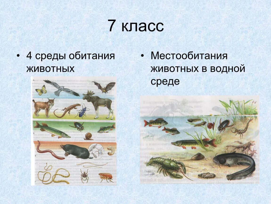 Тест по теме водная среда. Среда обитания. Среды жизни. Среды обитания животных. Водная среда обитания животных.